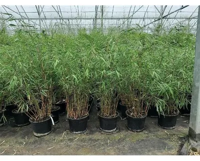 Immagine prodotto di Fargesia scabrida 'Asian Wonder' C 1 - 30-60 cm