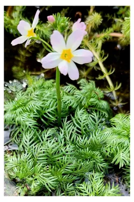 Produktbild von 3er Set Hottonia palustris - Wasserfeder - TRIO Wasserprimel, weiß-rosa - heimisch - Klärpflanze