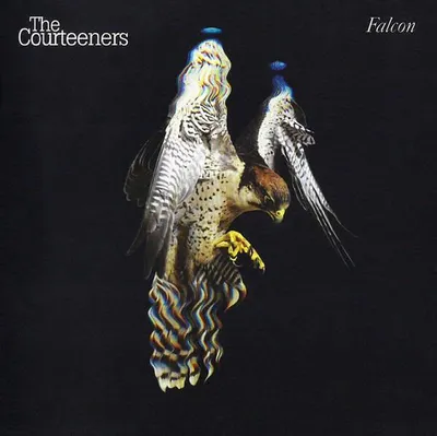 Obrázok produktu pre Falcon