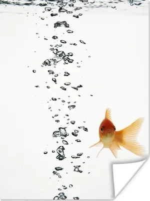 Produktbild von MuchoWow® Poster Goldfisch - Wasser - Weiß 120x160 cm - Wandbilder