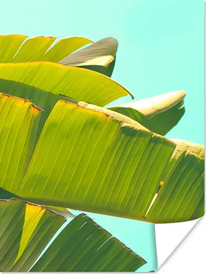Produktbild von MuchoWow® Poster Bananenblatt - Blätter - Tropisch - Sommer 90x120 cm - Wohnzimmer