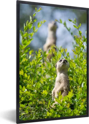 Produktbild von MuchoWow® MuchoWow® Gerahmtes Poster Büsche - Erdmännchen - Tier 40x60 cm - Poster mit zchwarzem Bilderrahmen - Papierdruck - Wandbilder