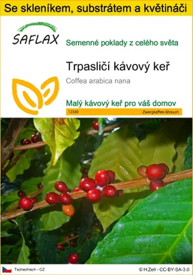 Obrázek produktu pro SAFLAX Kultivační sada - Trpasličí kávový keř - Coffea arabica nana - 8 Semena - S mini skleníkem, pěstebním substrátem a 2 květináči