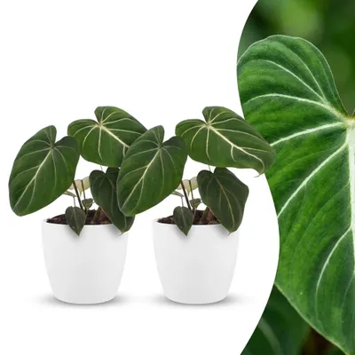 Image de Philodendron Gloriosum - Philodendron Glorieux - 2 plantes - avec pot blanc - 25cm - Ø12cm