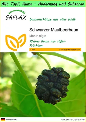 Produktbild von SAFLAX Garden to go - Schwarzer Maulbeerbaum - Morus nigra - 200 Samen - Mit Topf, Klima - Deckel und Anzuchtsubstrat