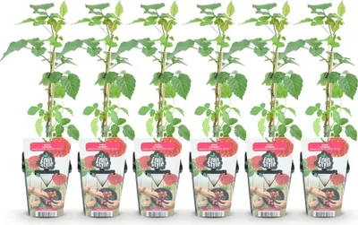 Image de Green boutiQ - Plantes fruitières - Taybes - Rubus Tayberry - Résistante au froid - 6 plants - Pot de 9 cm - Baies rouges