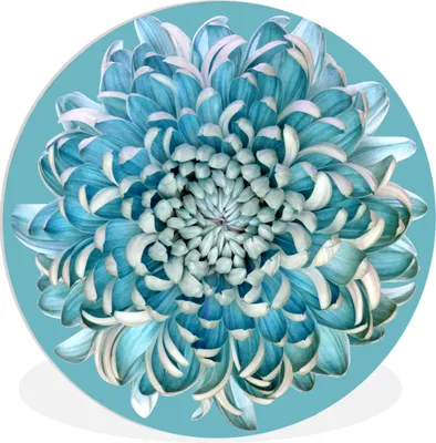 Produktbild von MuchoWow® Rundes Wandbild - Runde Bilder Blaue Chrysantheme Ø 60 cm Kreis Wanddekoration Kunststoff - Wandkreis - Wandschmuck - Wand Kreis - Das Schlafzimmer - Die Bilder - Wandmalerei - Kunst für das Haus - das Plastik