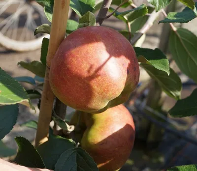 Produktbild von Apfelbaum `Danziger Kantapfel´ - 120-140cm im 10 Liter Topf