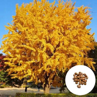 Image de Graines de Ginkgo Biloba - Lot de 5 - Rustique jusqu'à -30°C - Ginkgo (Arbre aux quarante écus) - Adapté pour bonsaï