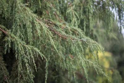Produktbild von Juniperus communis 'Horstmann', Wacholder, 80–100 cm