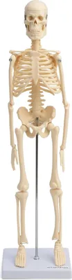 Produktbild von Mini Skelett Anatomie Modell  45cm mit beweglichen Gelenken beige