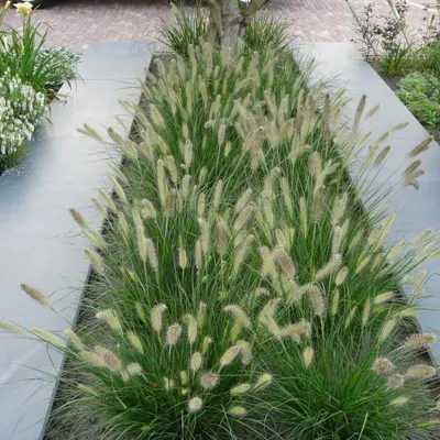 Produktbild von 25 Pflanzen Lampenputzergras 'Little Bunny', Pennisetum alopecuroides, P9 Topf