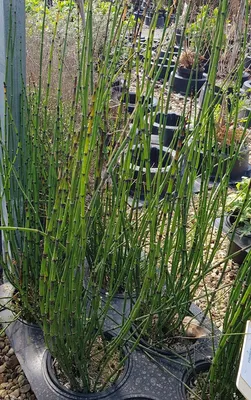 Image de Equisetum americanum / Prêle géante