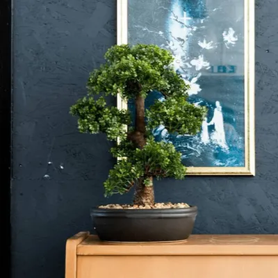 Produktbild von Emerald Smaragdkunstpflanze in braunem Topf Ficus Minibonsai 43 cm