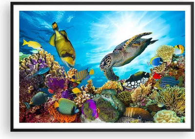 Produktbild von Gerahmtes Poster - Schwarzer Rahmen - Riff Koralle Fisch - 100x70 cm - Wand Bild - Wanddeko - Wandbilder - Kunstposter - Wandposter - Bilderrahmen - Bilder - Kunstdruck - Wandbild - P2BAA100x70-3704