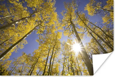 Produktbild von MuchoWow® Poster Sonne - Bäume - Himmel 120x80 cm - Bilder