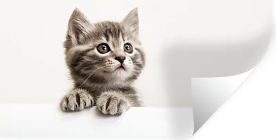 Produktbild von MuchoWow® Wandtattoo Wandsticker Wandaufkleber Katze - Grau - Tiere 80x40 cm Selbstklebend und Repositionierbar - Aufkleber