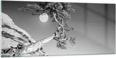 Produktbild von Bilder auf glas - Einteilig - Voll der Mond Baum - 120x50cm - Glasbilder - Wandbilder - Bilder - zum Aufhängen bereit - Wanddekoration aus Glas - Glas Bilder - Wandbild auf Glas - GAB120x50-4689