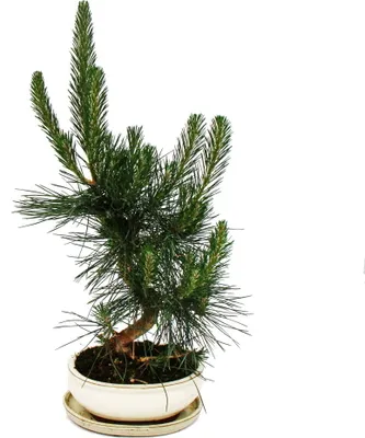 Obrázok produktu pre Bonsaj - Pinus thunbergii - japonská borovica ?ierna - približne 19 rokov