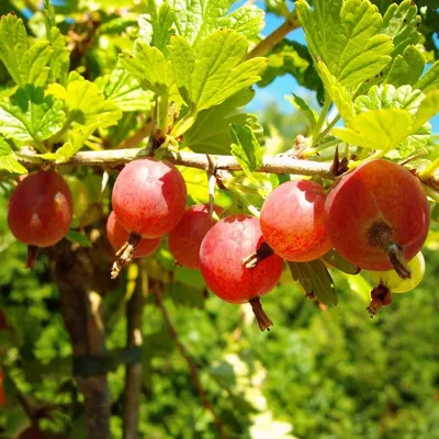 Produktbild von Hinnonmäki Stachelbeere Busch Fuß- oder Hochstamm rot gelb grün, Farbe:rot, Beeren Pflanzenform:Fußstamm