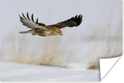 Produktbild von MuchoWow® Poster Bussard im Flug über verschneitem Boden in einer Winterlandschaft 90x60 cm - Schlafzimmer