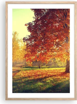 Produktbild von Gerahmtes Poster - Rahmen in heller Eiche - Park Herbst Baum - 50x70 cm - Wand Bild - Wanddeko - Wandbilder - Kunstposter - Wandposter - Bilderrahmen - Bilder - Kunstdruck - Wandbild - P2NPA50x70-3654