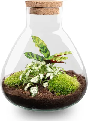 Zdjęcie produktu dla Terrarium 27 cm, ekosystem roślina, do salonu