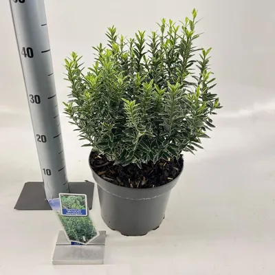Productafbeelding van Euonymus japonicus 'Micr. Albovariegatus' - Japanse hulst | 35-40 cm in pot