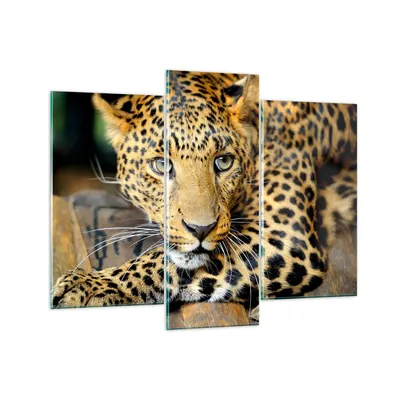 Produktbild von Bilder auf glas - Tiere gefährlich wilde katze - 130x100cm - Glasbilder - Wandbilder - Kunstdruck - zum Aufhängen bereit - Wanddekoration aus Glas - Glas Bilder - Wandbild auf Glas - GCB130x100-2702