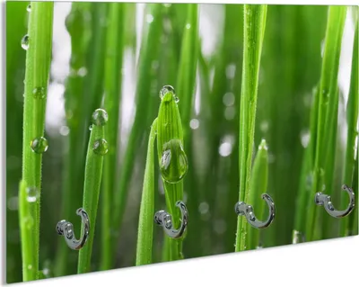 Produktbild von Wallario Schlüsselbrett aus Glas, Motiv: Wassertropfen an Grashalmen, 30 x 20 cm mit 4 Haken
