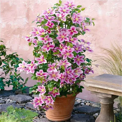 A potted clematis plant with pink and white flowers is displayed outdoors next to a stone bench and a pink wall.