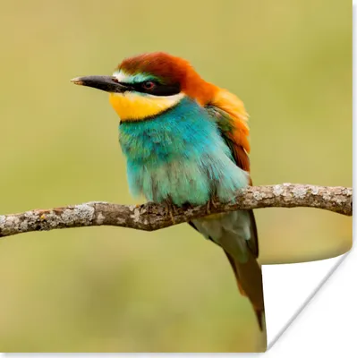 Produktbild von MuchoWow® Poster Vogel - Bienenfresser - Tiere 50x50 cm - Wohnzimmerdekoration
