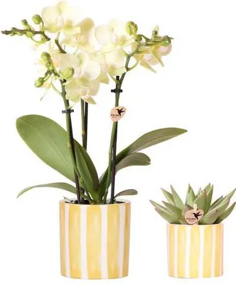 Productafbeelding van orchidee Mexico geel en vetplant in Painted Stripe sierpot geel Ø9cm decoratie
