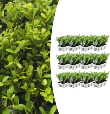 Produktbild von Ilex crenata 'Jenny' | 72 Stücke - 15cm - Ø7cm - Gartenpflanze