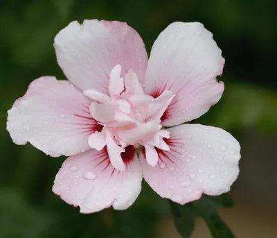 Produktbild von Dehner Hibiscus China Chiffon, gefüllte weiß-rosa Blüten, ca. 40-50 cm, Zierstrauch
