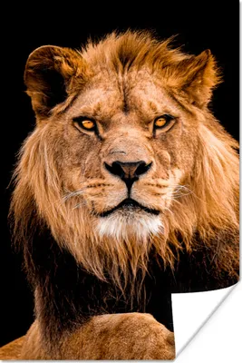 Produktbild von MuchoWow® Poster Löwen - Schwarz - Porträt 80x120 cm - Papierdruck