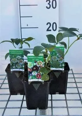 Immagine prodotto di 6 x Helleborus o. misto/mix - Rosa lenticchia - Vaso 9 x 9 cm