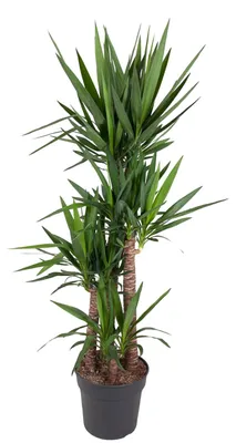 Produktbild von Yucca Elephantipe - 170-180cm - Ø34cm - Zimmerpflanze - Immergrün