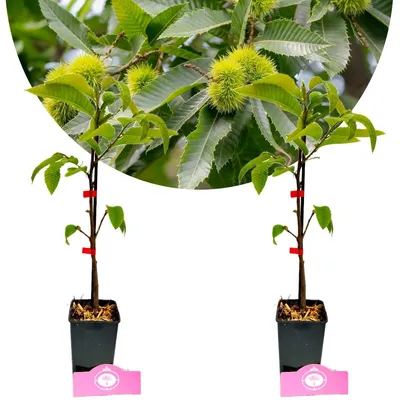 Produktbild von Set mit 2 Castanea sativa – Esskastanie – Höhe 60 cm – Topfgröße 9 cm