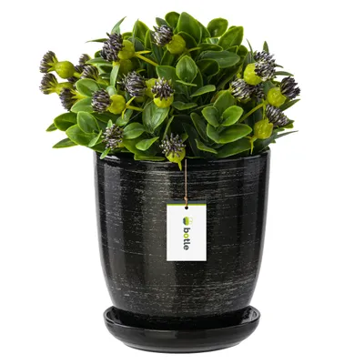 A black and silver ceramic planter with a green plant and a tag.