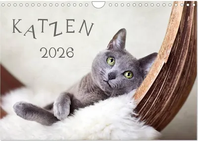 Produktbild von Katzen 2026 (Wandkalender 2026 DIN A4 quer), CALVENDO Monatskalender