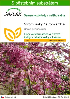 Obrázek produktu pro SAFLAX - Strom lásky / strom srdce - Cercis siliquastrum - 60 Semena - S pěstebním substrátem bez klíčků