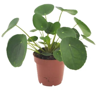 Productafbeelding van Pilea peperomioides, kamerplant, 20 cm