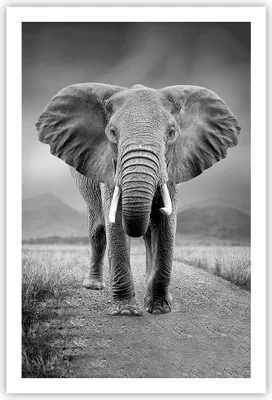 Produktbild von Poster - Poster ohne Rahmen - Elefant Wildnis Natur - 61x91,5 cm - Wand Bild - Wanddeko - Wandbilder - Kunstposter - Wandposter - Bilder - Kunstdruck - Wanddekoration - Wandbild - P2XPA61x91-4966