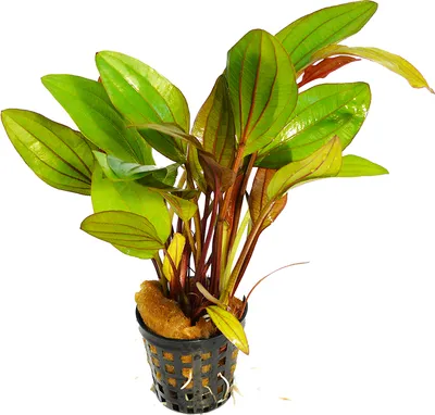 Produktbild von 1 Topf Schwertpflanze rigidifolius red (Echinodorus rigidifolius red)