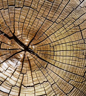 Produktbild von Fototapete - Wood 225x250cm - Vliestapete