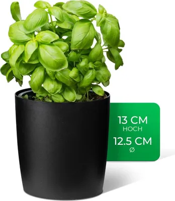 Produktbild von Novaliv Stilvolle Kräutertopf aus Kunststoff Schwarz für jede Fensterbank, Für frische Küchenkräuter, Kräutergarten für die küche, Kräuterbeet indoor, Zimmerpflanzen, Pflanzentopf, Pflanzschale