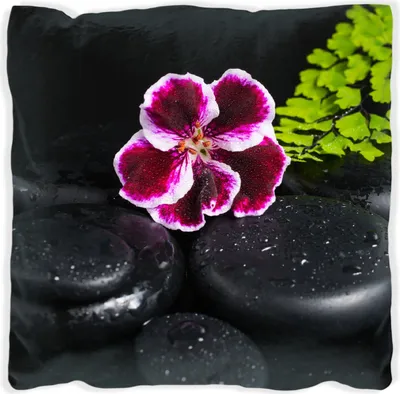 Produktbild von Wallario Premium Kissen, weiche Oberfläche, mit Motiv Geranienblüte auf schwarzen Steinen, benetzt mit Wassertropfen, Größe: 30 x 30 cm, mit weißer Rückseite