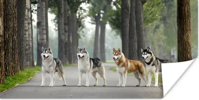 Produktbild von MuchoWow® Poster Vier Huskys zwischen den Bäumen 40x20 cm - Poster für die Wand - Poster Schlafzimmer