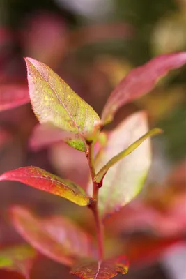 Produktbild von Vaccinium corymbosum 'Bluecrop', Heidelbeere, 30–40 cm, ertragreich